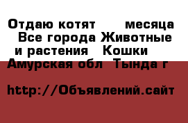 Отдаю котят. 1,5 месяца - Все города Животные и растения » Кошки   . Амурская обл.,Тында г.